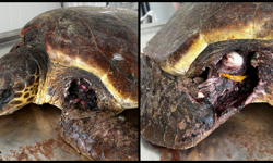 Kaplumbağaları Koruma Derneği’nden yetkililere çağrı: “Yuvalama sezonu öncesinde Kantara sahilinde önlem alın”