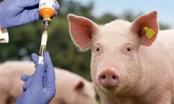 Şap hastalığı bir domuz çiftliğine daha sıçradı