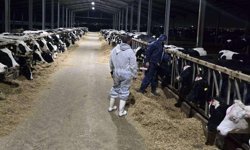 İtlaflara son verilmesini isteyen Rum hayvancılar perşembe günü eylem tehdidinde bulundu