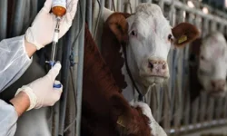 Güney Kıbrıs'ta şap hastalığı yayılmaya devam ediyor