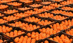 Narenciye İhracatçı Birlikleri: Grev nedeniyle bekletilen ürünler bozulmadan çözüm gerekiyor