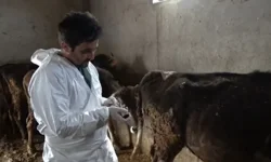 Güney Kıbrıs'ta Şap hastalığı için yapılan aşılamalar işe yaramaya başladı