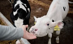 Düşük ve Brucella tazminatları ödendi