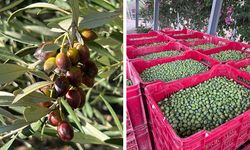 Vadili bölgesinde üretim yapan Oliva Gardens, İstanbul’daki uluslararası yarışmadan 3 ödülle döndü