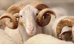 Kurban Bayramı yarın başlıyor