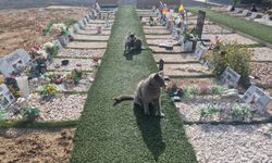 Güney Kıbrıs’ta ilk hayvan mezarlığı