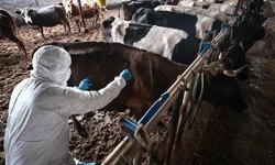 Güney Kıbrıs'tan Şap için Yunanistan’la ortak çalışma grubu