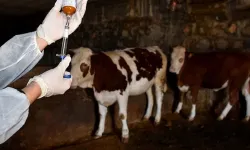 Güney Kıbrıs'ta Şap bulaşan ağıl ve mandıra sayısı 116’ya, hayvan sayısı 76 bin 216’ya ulaştı