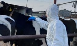 Şap hastalığı… Pahna bölgesinde itlaflar şimdilik ertelendi