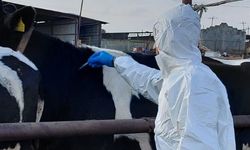 Şap hastalığıyla mücadelede yeni aşılar teslim alındı