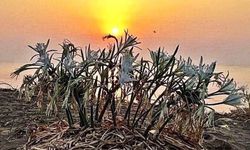 Her Daim Doğa Dostları çevre kirliliğine dikkat çekmek amacıyla yarın fotoğraf etkinliği düzenliyor