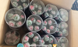 Limasol’da bin 440 adet hintkeneviri içerikli lolipop ele geçirildi
