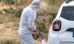 Güney Kıbrıs'ta hayvan itlaf çalışmaları tamamlandı ama hastalık hala var