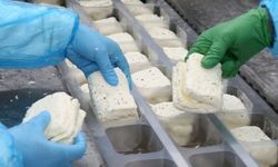 Güney Kıbrıs'ta Hayvan besicileri menşe ismi korumalı hellimdeki süt oranlarının değiştirilmesine karşı