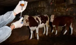 Şap hastalığına aşı zorunluluğu