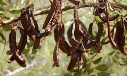 Lefke’de harup ve erkenci zeytin hasadı 24 Ağustos, yerli zeytin hasadı 14 Eylül’de...
