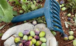 Lefkoşa’da zeytin hasadı 4 Eylül’de başlayacak