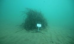 DAÜ Akademisyenleri Milas'ta yürütülen deniz çayırlarını korumayla ilgili projeyi yönetiyor