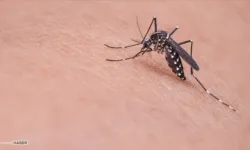 Güney Kıbrıs’ta temmuz ayında iki dank humması vakası saptandı