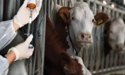 Güney Kıbrıs’ta Şap hastalığı kontrol altında