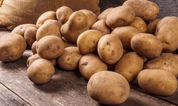 Sonbahar patates beyanları için son tarih 15 Ekim