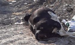 “Avlona'da" ara bölgede ölü inek tespit edildi