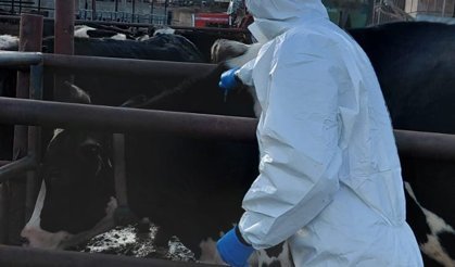 Şap hastalığına karşı aşılama çalışmaları sürüyor… 54 bin 163 hayvan aşılandı