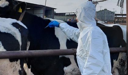 Güney Kıbrıs’a 10 bin doz şap aşısı teslim edildi