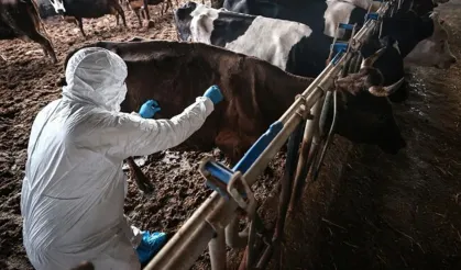 Güney Kıbrıs'ta şap hastalığının görülmesi... 13 binden fazla hayvanın itlaf edilmesine başlanıyor