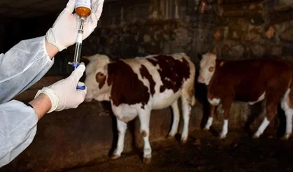 Güney Kıbrıs’ta şap hastalığı tespit edilen çiftlik sayısı 101’e ulaştı