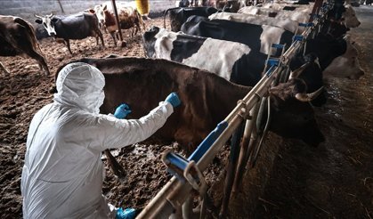 Şap hastalığı Güney Kıbrıs’ta yayılmaya devam ediyor