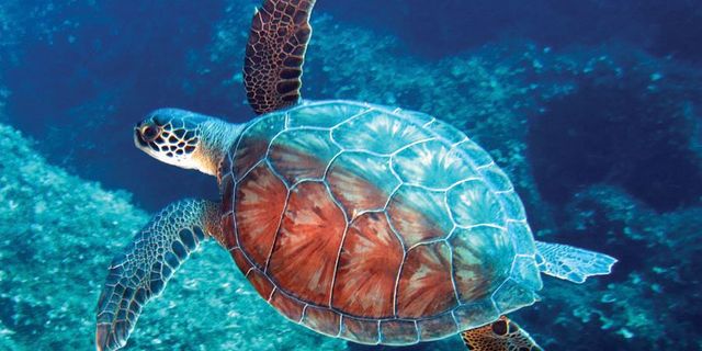 KKTC'deki yeşil deniz kaplumbağalarının yaşamı onlara emanet