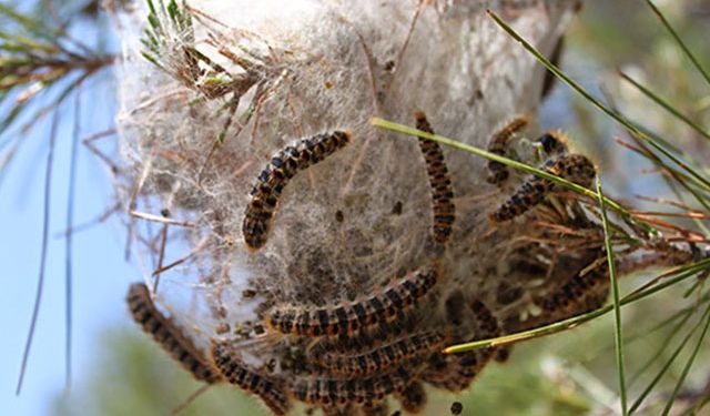 Bio-Der, çam kese böceği istilası yaşanacağı uyarısında bulundu