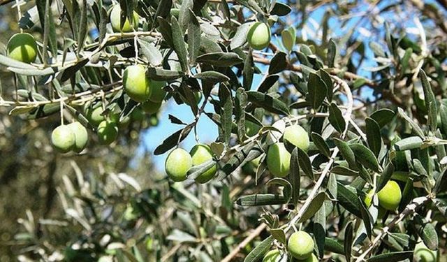 Zeytin ağaçlarıyla ilgili işlemlerde izinler artık Tarım Dairesi'nden alınacak