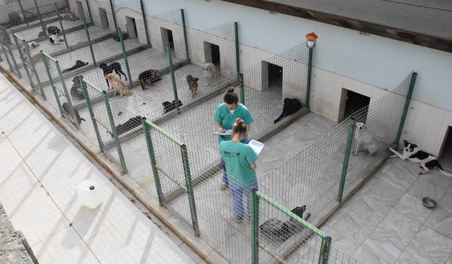 Girne’de 121 köpek kısırlaştırıldı