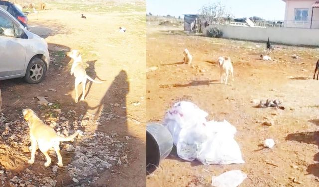 Güzelyurt Hayvanları Koruma Derneği: “Kalkanlı Köyü sokak köpeği tehlikesine maruz bırakıldı”