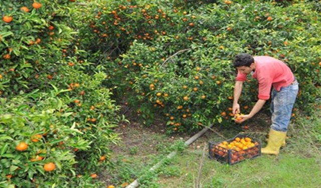 Narenciye Kesim Ekipleri Birliği süresiz greve gittiğini açıkladı