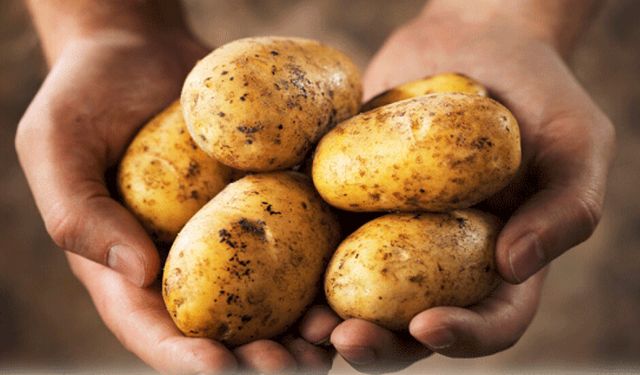 İlkbahar patates satışları yarından itibaren başlıyor