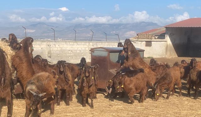 50 baş kasaplık oğlak ve 7 baş kasaplık teke satışa sunuldu… Teklifler için son tarih 22 Ocak