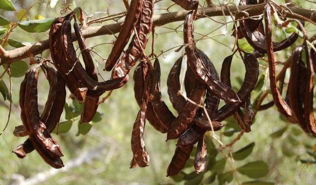 Güzelyurt’ta zeytin ve harup hasadına başlama tarihleri açıklandı