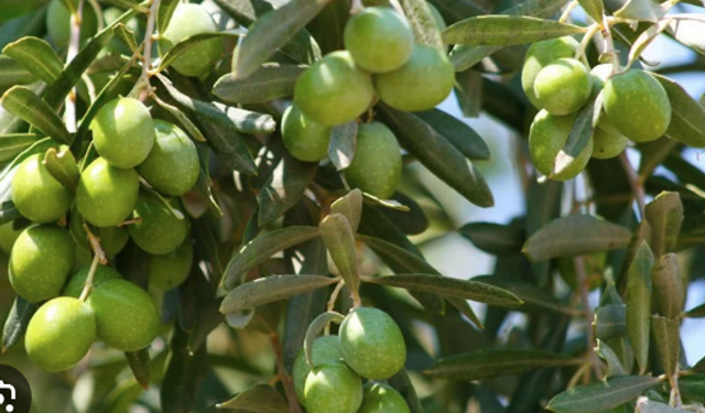 Gazimağusa’da Gemlik zeytin hasadı başlama tarihi 2 Eylül...