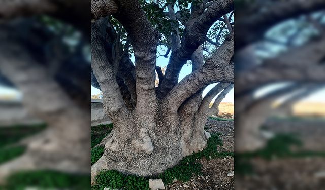 Gazimağusa’da iki ağaç “Anıt Ağaç” olarak koruma altına alındı