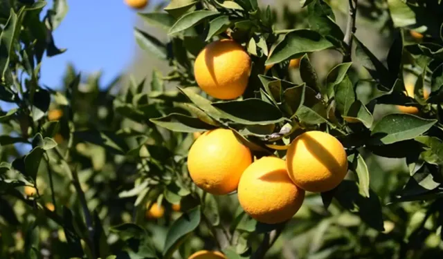 Narenciye Kesim Ekipleri Birliği’nden yabancı işçilerle ilgili açıklama