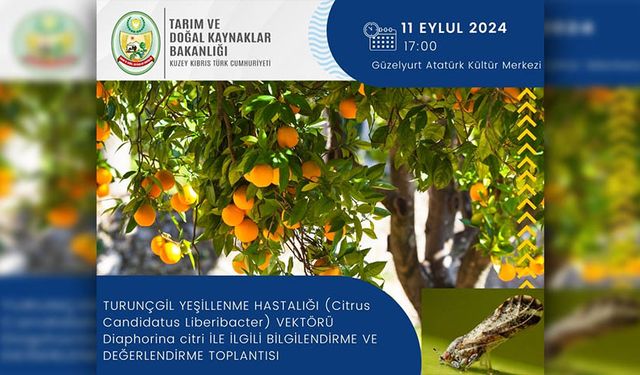 Turunçgil yeşillenme hastalığı ile ilgili bilgilendirme toplantısı düzenleniyor