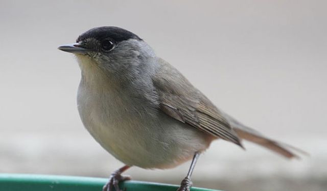 Koruma altındaki pulya kuşu avlayan 2 kişi yakalandı