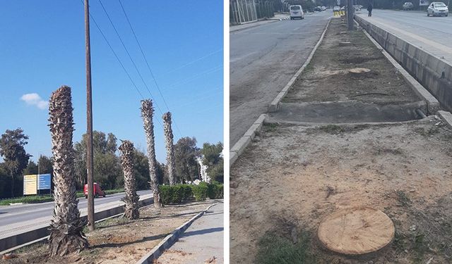 Peyzaj Mimarları Odası, ağaç katliamlarının durdurulması için çağrı yaptı