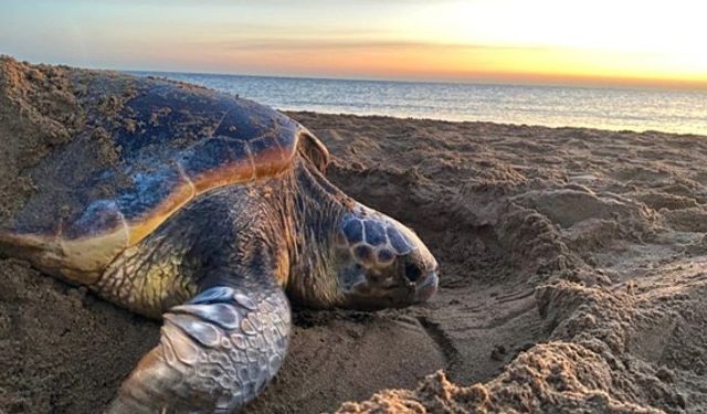 SPOT Marine Life: "Kaplumbağalar erken yumurtlayarak ısınan ülkeye ayak uydurmaya çalışıyor"