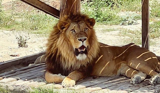 Manavgat'ta hayvan parkından kaçan aslan bir kişiyi yaraladı
