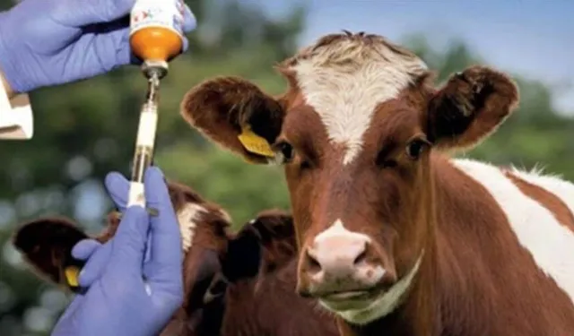 Güney Kıbrıs'ta 170 bin 801 hayvan aşılanacak, 260 inek itlaf edildi