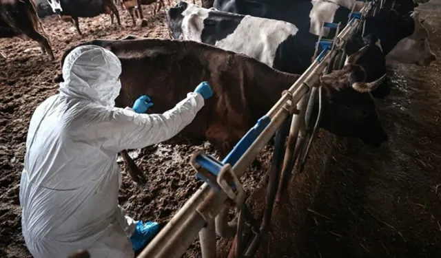 Güney Kıbrıs’ta şap hastalığı nedeniyle tüm çiftlikler karantinaya alındı